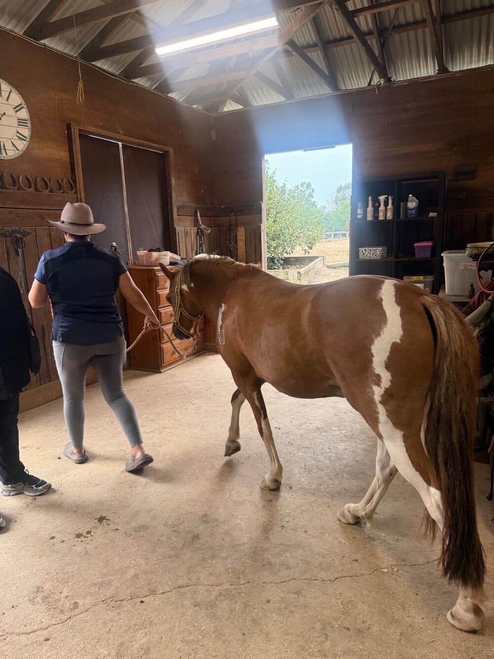 A horse walking through the open barn